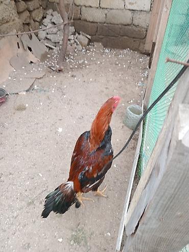 Salam heyrati satilir 9 ay tamiz turk das pipiy cinsdi bater yoxdu - şəkil 5