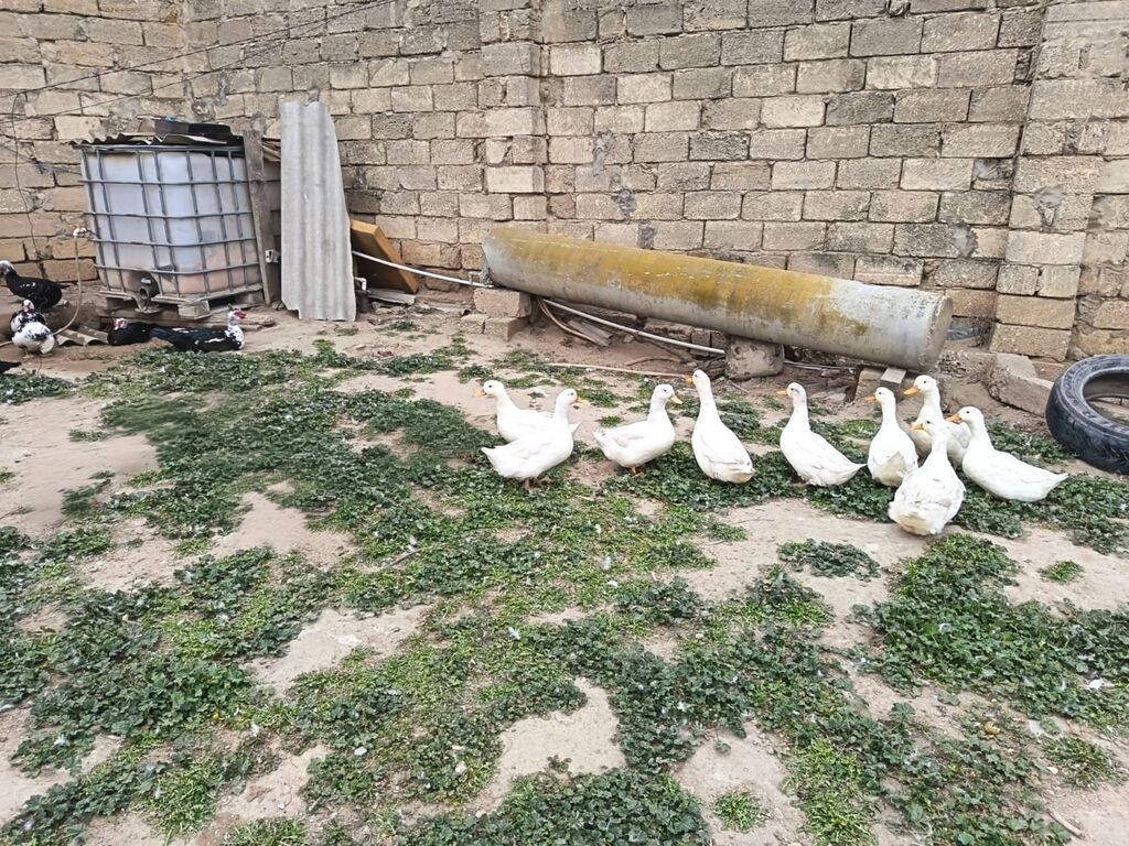 Təmiz təbii ördək satılır istəyən nömrə ilə əlaqə saxlasın