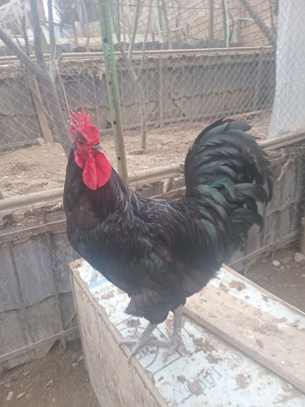 Avstralorp toyuqlarin mayali yumurtalari satilir - Cins: Qara