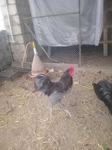 Avstralorp toyuqlarin mayali yumurtalari satilir - Cins: Qara - şəkil 3