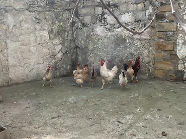 Toyuq, Yumurtalıq - şəkil 3