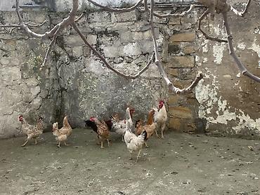 Toyuq, Yumurtalıq - şəkil 4