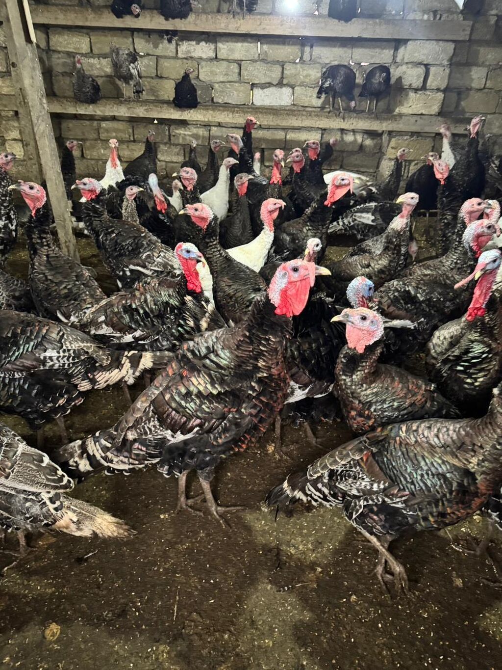 Məhsul: Hinduşka sürüsü Təsvir: - Şəkillərdə gördüyünüz damazlıq