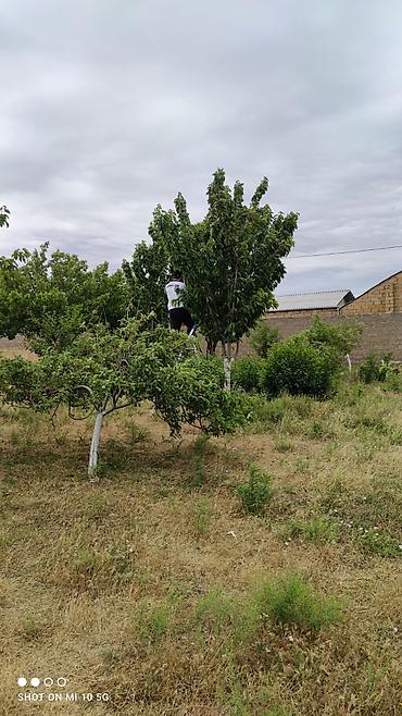 Qiymətdə endirim olundu. Abşeron rayonu, yeni saray qəsəbəsində - şəkil 2