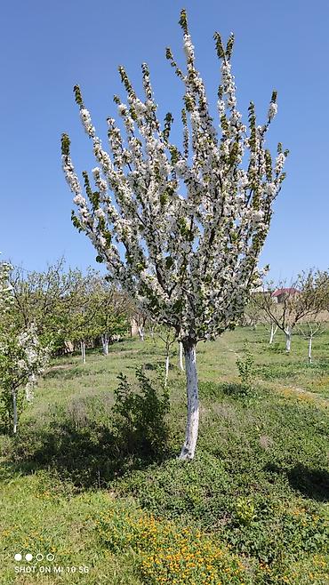 Qiymətdə endirim olundu. Abşeron rayonu, yeni saray qəsəbəsində - şəkil 4
