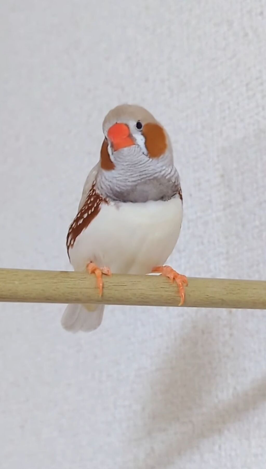 Zebra amadini (taxta perch üzərində və qəfəsdə yuva ilə birlikdə