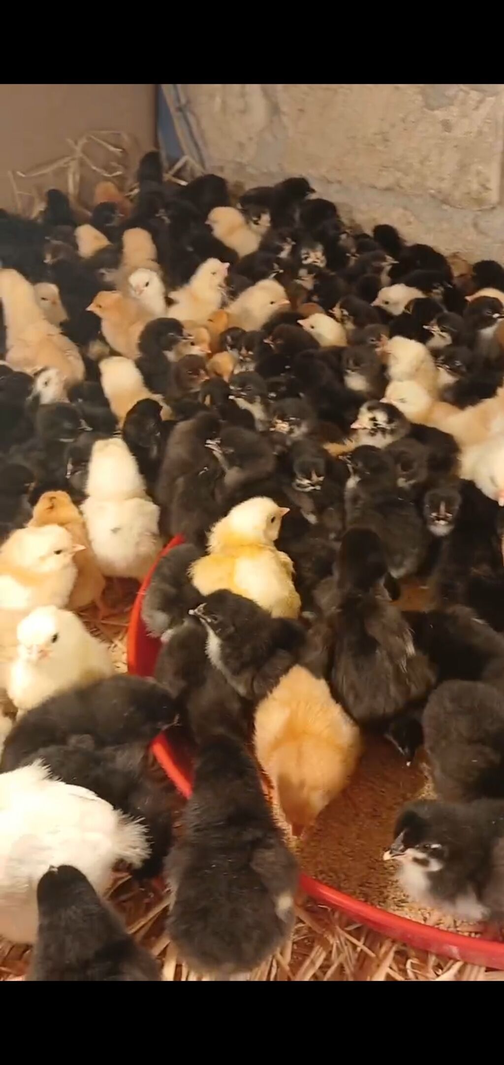 Toyuq cücələri, Damazlıq, Ünvandan götürmə