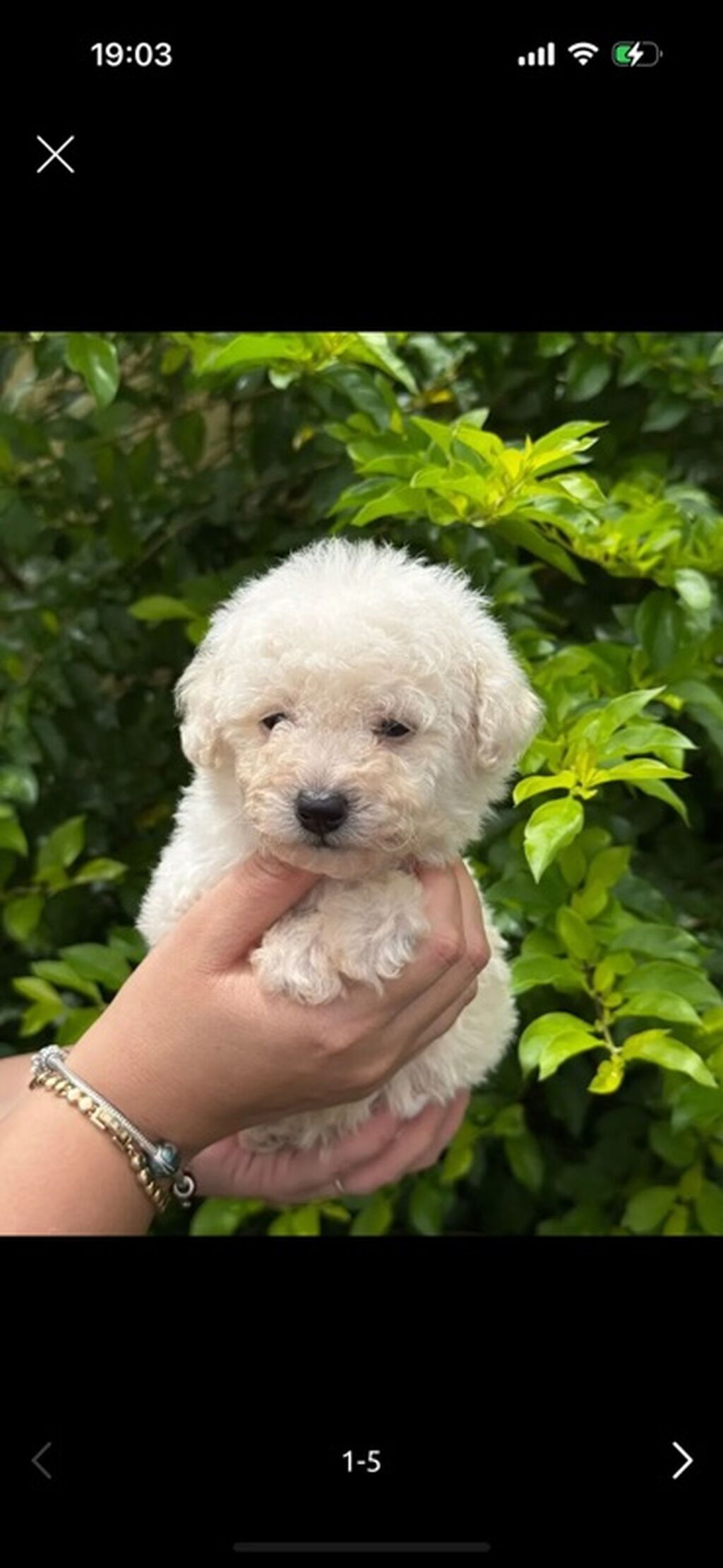 Pudel, 2 ay, Erkek, Peyvəndli