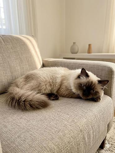 Siam Ragdoll tipli uzun tüklü pişik - Növ: Ragdoll tipli, mavi gözlü - şəkil 2