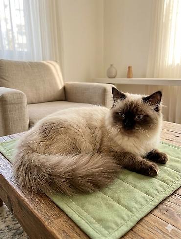 Siam Ragdoll tipli uzun tüklü pişik - Növ: Ragdoll tipli, mavi gözlü - şəkil 3