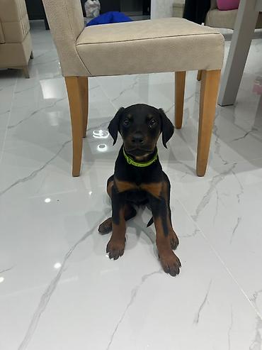 Doberman - şəkil 2