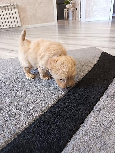 Pudel, 2 ay, Erkek - şəkil 2