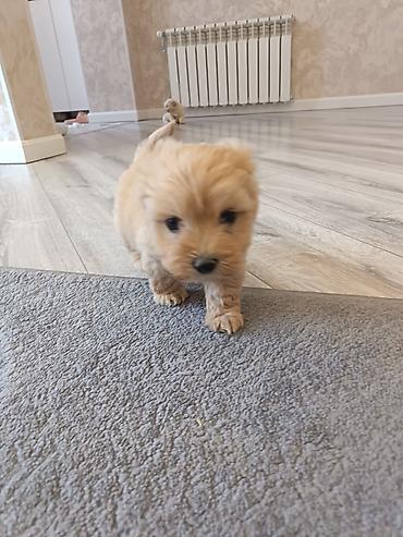 Pudel, 2 ay, Erkek - şəkil 3