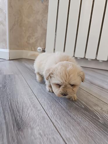 Pudel, 2 ay, Erkek - şəkil 4