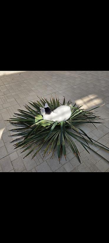 Cutleşdirmek ucun dişi pişik axtarilir, butun lazim olan dermanlar - şəkil 2