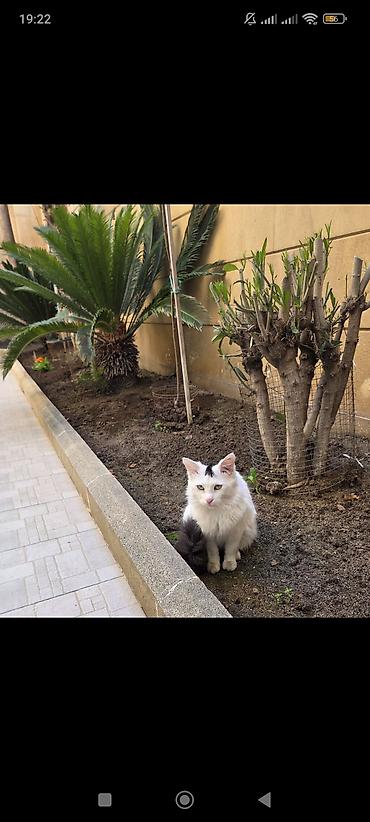 Cutleşdirmek ucun dişi pişik axtarilir, butun lazim olan dermanlar - şəkil 3