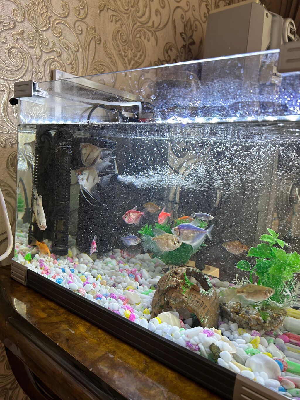 Dördbucaq akvarium, Balıqlarla birlikdə, 40 l, Ödənişli çatdırılma