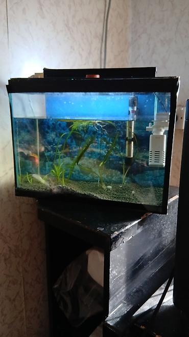 Akvaryum dəsti 40 uzunu 30 hundurluk,20 eni,qapaqi,qapaqinda isiqi,su - şəkil 2