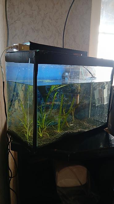 Akvaryum dəsti 40 uzunu 30 hundurluk,20 eni,qapaqi,qapaqinda isiqi,su - şəkil 3