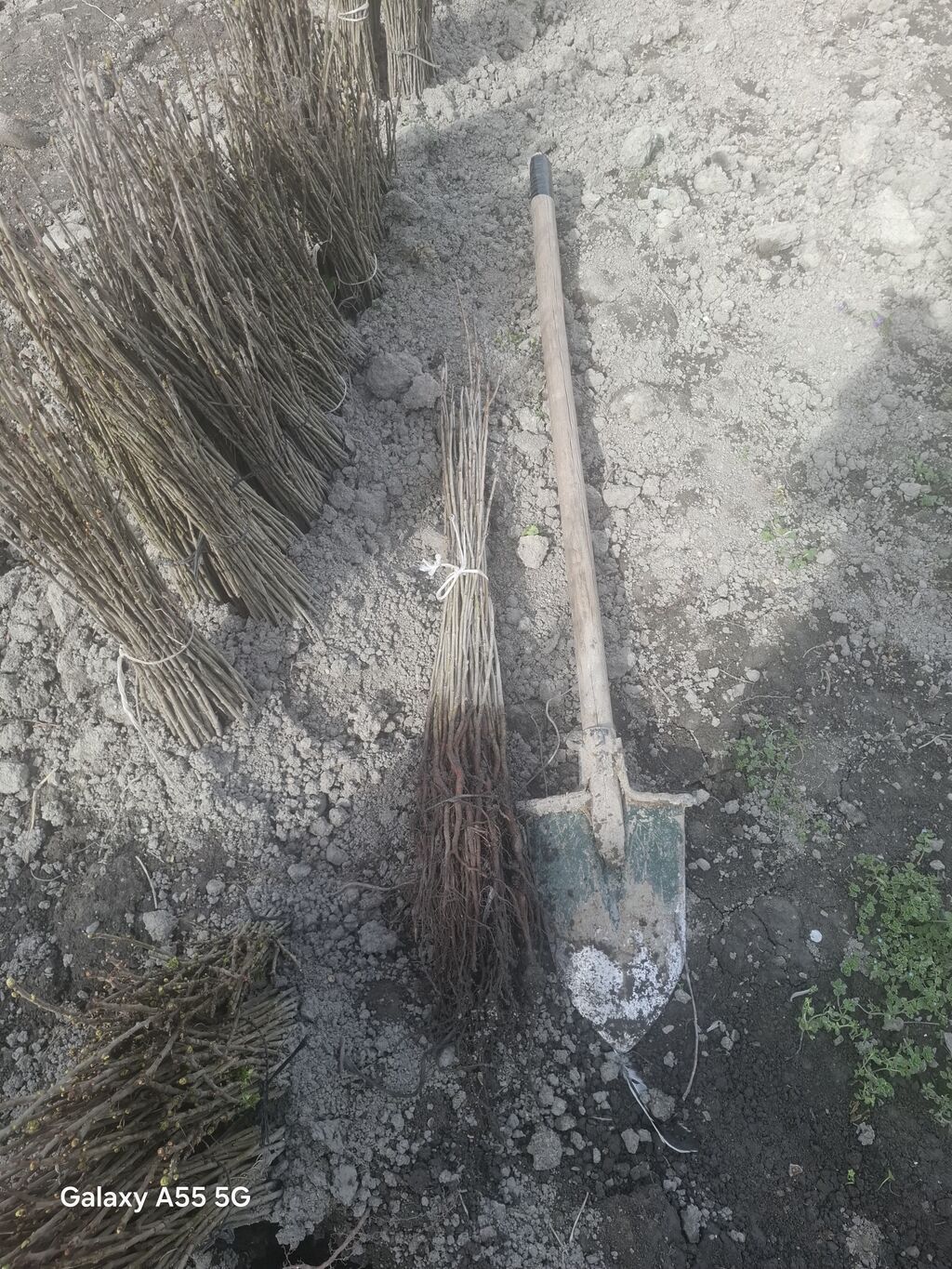 Gilas şitilləri (calaq altı) yeni çıxardılıb