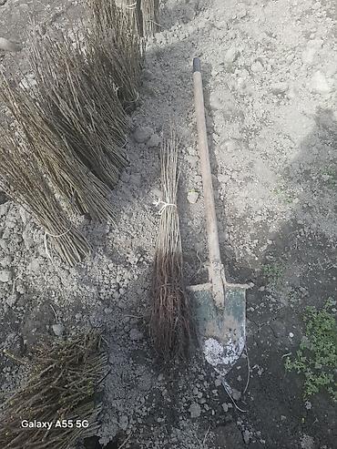 Gilas şitilləri (calaq altı) yeni çıxardılıb - şəkil 2