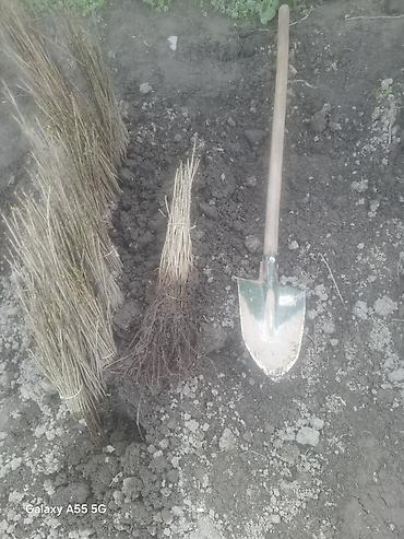 Gilas şitilləri (calaq altı) yeni çıxardılıb - şəkil 3