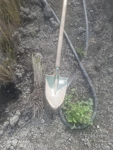 Gilas şitilləri (calaq altı) yeni çıxardılıb - şəkil 4