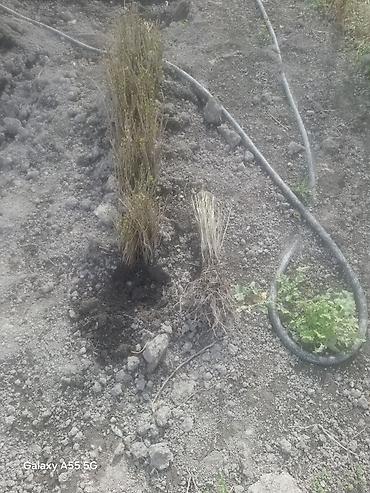 Gilas şitilləri (calaq altı) yeni çıxardılıb - şəkil 5