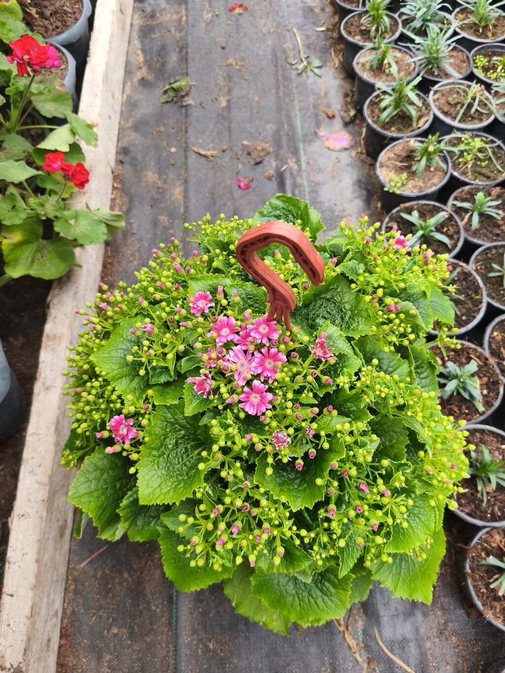 Rəngarəng mövsümi bəzək gülləri – istixanadan birbaşa Məhsul: -