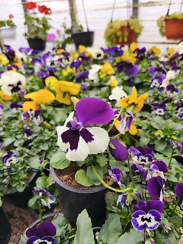 Rəngarəng mövsümi bəzək gülləri – istixanadan birbaşa Məhsul: - - şəkil 2