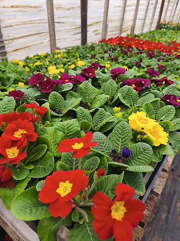 Rəngarəng mövsümi bəzək gülləri – istixanadan birbaşa Məhsul: - - şəkil 3