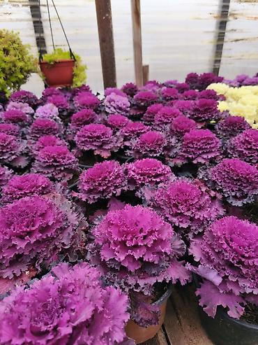 Rəngarəng mövsümi bəzək gülləri – istixanadan birbaşa Məhsul: - - şəkil 4