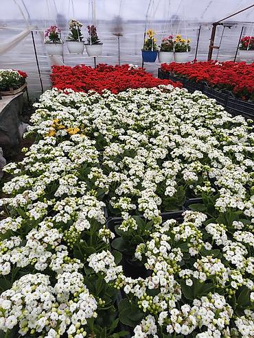 Rəngarəng mövsümi bəzək gülləri – istixanadan birbaşa Məhsul: - - şəkil 5