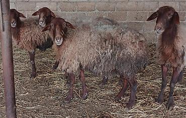 2 bas bogaz qoyun satilir - şəkil 2