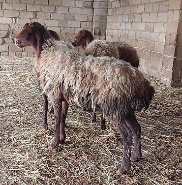 2 bas bogaz qoyun satilir - şəkil 3