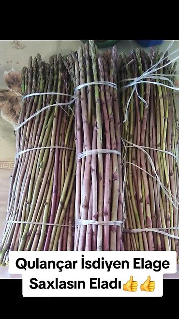 Min Bir Derdin Dermanı Qulançar Meroyce Kim Isdese Elage Saxlasin - şəkil 3