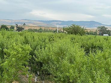 Badam bağı 8 yaşında. Şabranda 8 ha Badam bağı, ceşidi Feraduel və - şəkil 2