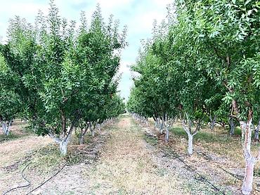Badam bağı 8 yaşında. Şabranda 8 ha Badam bağı, ceşidi Feraduel və - şəkil 3