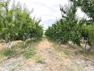 Badam bağı 8 yaşında. Şabranda 8 ha Badam bağı, ceşidi Feraduel və - şəkil 5