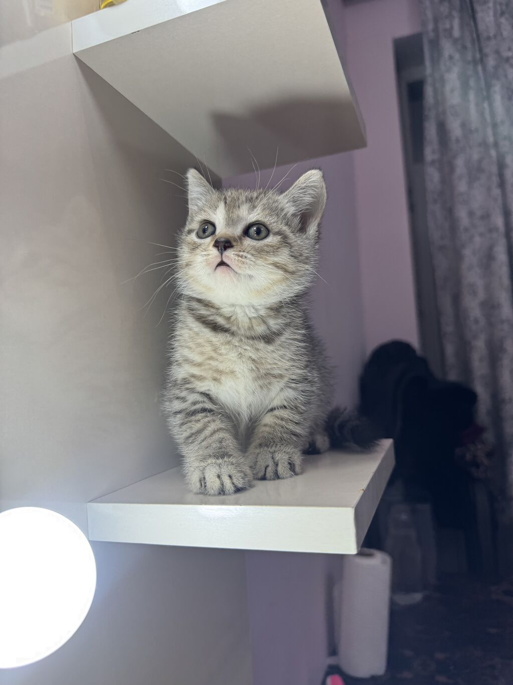 Amerikan Shorthair, Erkək, Yaxşı əllərə, Ünvandan götürmə