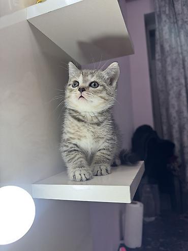 Amerikan Shorthair, Erkək, Yaxşı əllərə, Ünvandan götürmə - şəkil 2