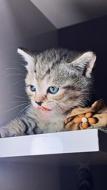 Amerikan Shorthair, Erkək, Yaxşı əllərə, Ünvandan götürmə - şəkil 3