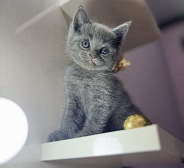 Amerikan Shorthair, Erkək, Yaxşı əllərə, Ünvandan götürmə - şəkil 4