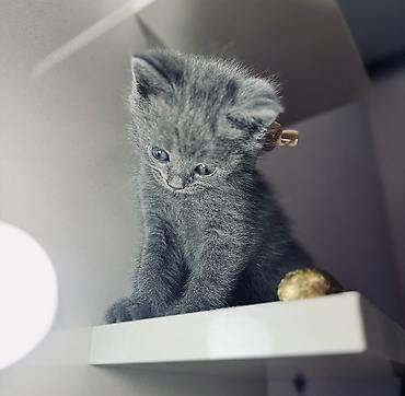 Amerikan Shorthair, Erkək, Yaxşı əllərə, Ünvandan götürmə - şəkil 5