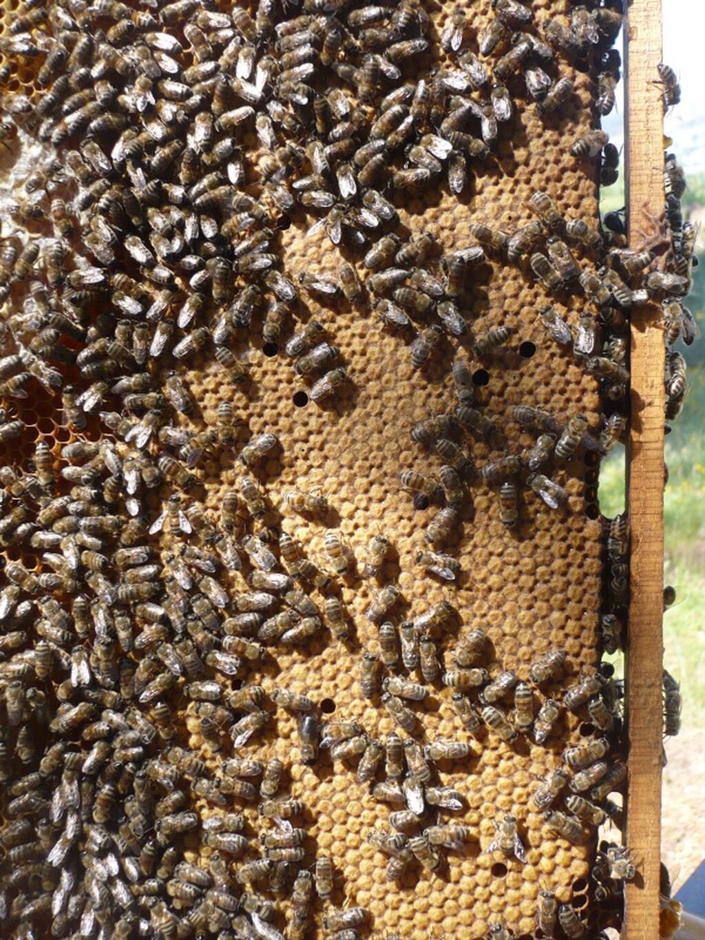 Arı ailəsi satılır Cinsi karnika bakfast qafqaz Tam sağlam şəkildə
