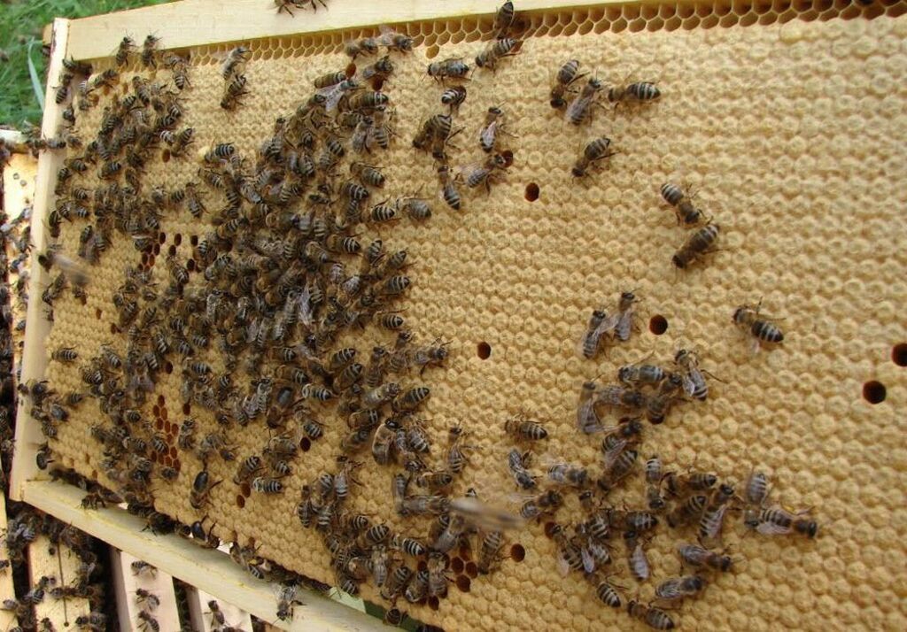 Ari ailəsi satilir Hər cinsdə arı var Tam sağlamdı May ayı üçün