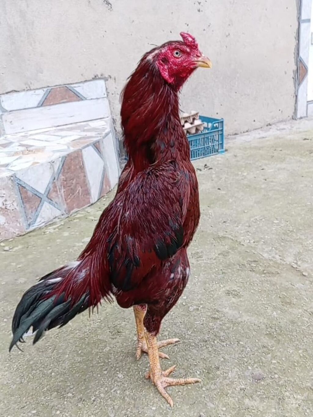 Aprel beçəsi satılır cinsi kamboçdu super heyvandı ehtiyacdan satılır