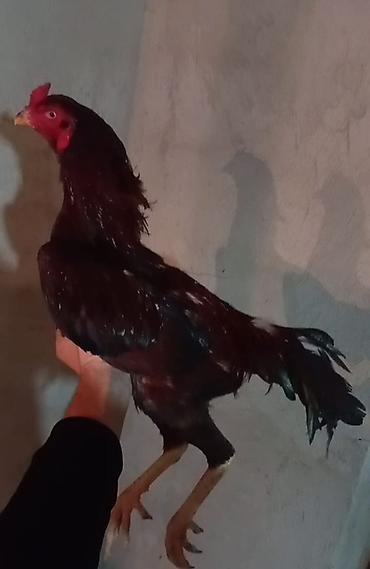 Aprel beçəsi satılır cinsi kamboçdu super heyvandı ehtiyacdan satılır - şəkil 3