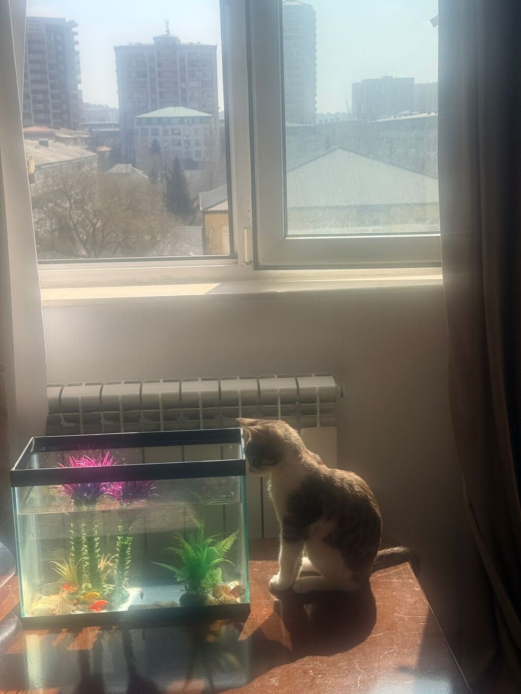 Pisik balasi sahiblendirilir.Aktiv qum medeniyyeti var Təsvir: - Şüşə