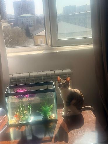 Pisik balasi sahiblendirilir.Aktiv qum medeniyyeti var Təsvir: - Şüşə - şəkil 3